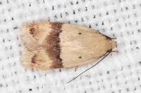Odites kollarella