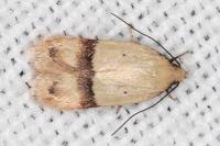 Odites kollarella
