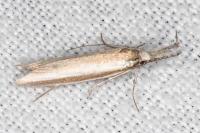 Pleurota aristella