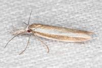 Pleurota aristella