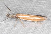 Pleurota honorella/tabelli