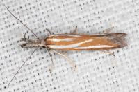 Pleurota honorella/tabelli