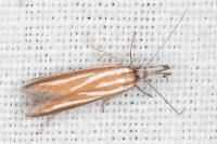 Pleurota honorella/tabelli
