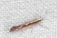 Plutella xylostella