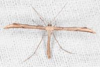 Emmelina monodactyla