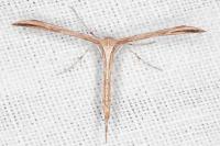 Emmelina monodactyla