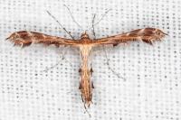 Oxyptilus laetus