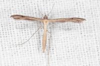 Stenoptilia bipunctidactyla