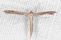 Stenoptilia bipunctidactyla