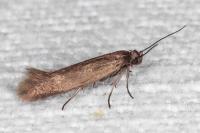 Scythris scopolella