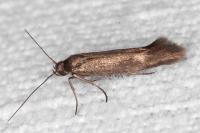 Scythris scopolella