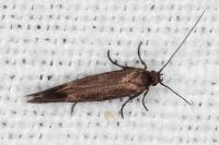 Scythris scopolella