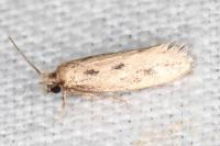 Anomalotinea liguriella