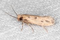 Anomalotinea liguriella