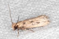Anomalotinea liguriella