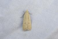 Nothris verbascella