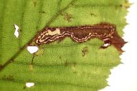 Stigmella carpinella