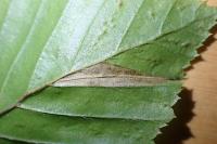 Phyllonorycter tenerella