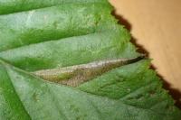Phyllonorycter tenerella