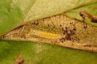 Phyllonorycter tenerella