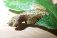 Phyllonorycter oxyacanthae