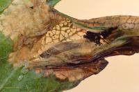 Phyllonorycter oxyacanthae