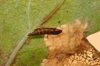 Phyllonorycter oxyacanthae