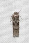 Blastobasis glandulella