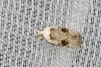 Agonopterix alstroemeriana