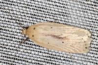 Agonopterix pallorella