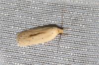Agonopterix pallorella
