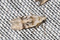 Altenia scriptella