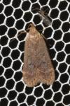 Anacampsis timidella