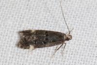 Dichomeris alacella