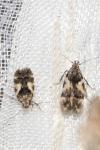 Teleiodes luculella