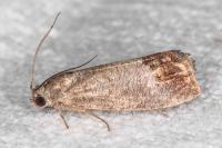 Cydia pomonella