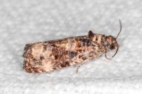 Endothenia