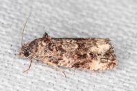 Endothenia
