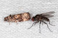 Endothenia