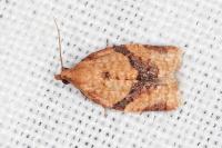 Clepsis consimilana