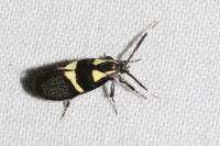 Dasycera oliviella