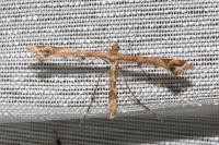 Amblyptilia acanthadactyla