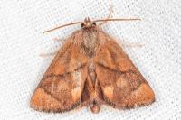 Apoda limacodes