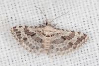 Alucita palodactyla