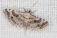 Alucita palodactyla