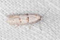 Symmocoides oxybiella