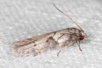 Blastobasis glandulella