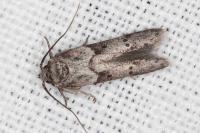 Blastobasis glandulella