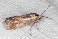 Brachodes funebris