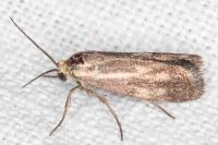 Brachodes funebris